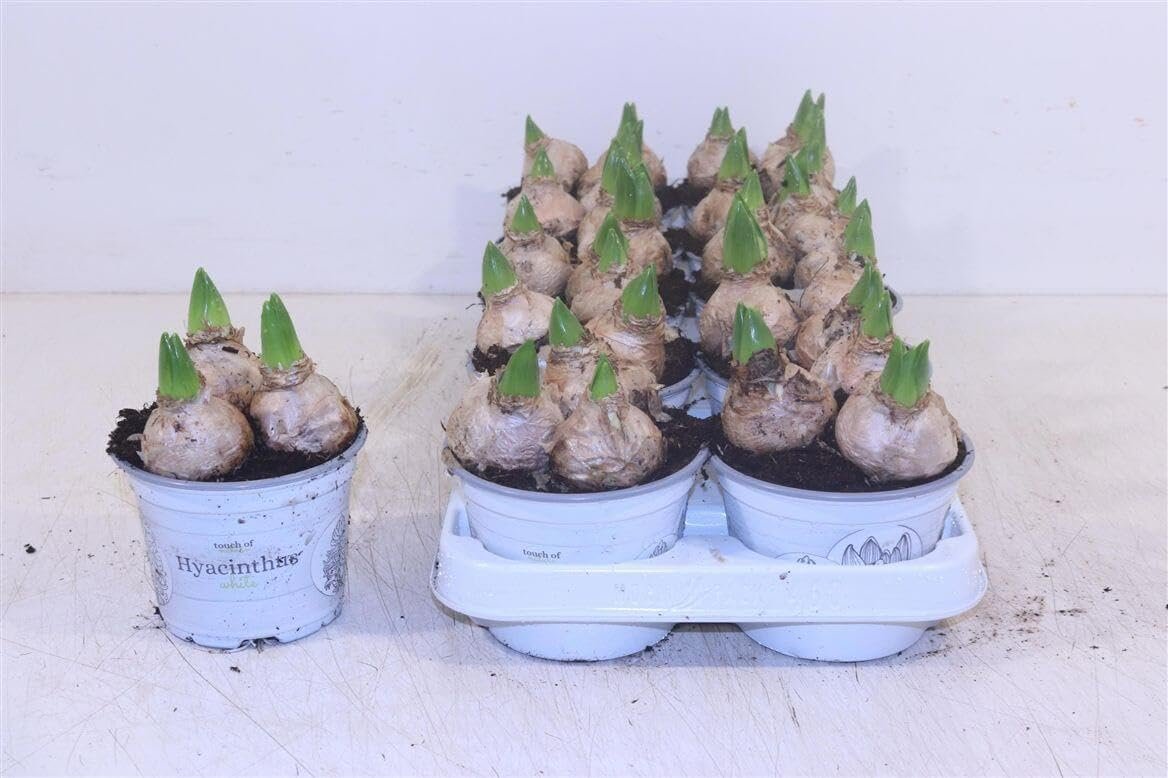 Hyazinthe White Pearl – Hyacinthus orientalis – Weiße Hyazinthe 12cm – 3 Zwiebeln pro Topf – 10 Pflanzen - Image 1