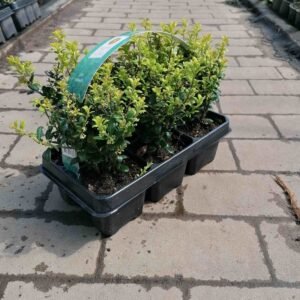 Ilex 'Crenata' 20-25 cm – 6 Stechpalmen Heckenpflanzen – Ideal als Buchsbaum-Ersatz für pflegeleichte, immergrüne Hecken – Winterhart, robust & vielseitig verwendbar für Garten und Terrasse - Image 1