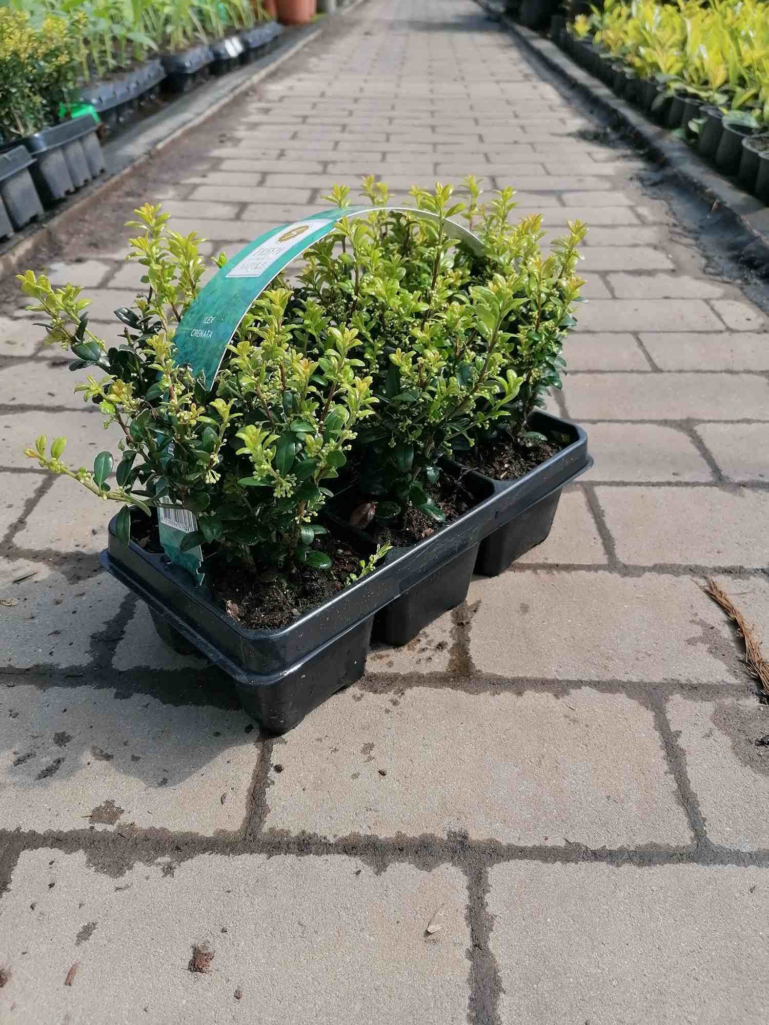 Ilex 'Crenata' 20-25 cm – 6 Stechpalmen Heckenpflanzen – Ideal als Buchsbaum-Ersatz für pflegeleichte, immergrüne Hecken – Winterhart, robust & vielseitig verwendbar für Garten und Terrasse - Image 1