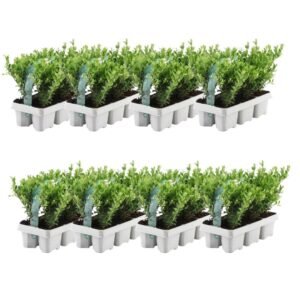 Plants by Frank | 48 Stechpalme | Heckenpflanzen Winterhart | 48 x Ø7 cm - 15 cm Ilex Crenata Jenny | Heckenpflanzen | Buchs Ersatz | Buchsbaum Ersatz - Image 1